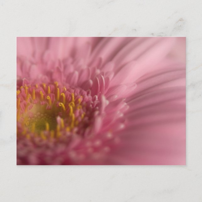 Gerbera rose ・ Carte postale (Devant)