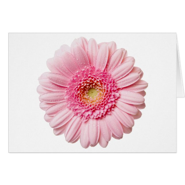 Gerbera Rose Daisy (Devant horizontal)