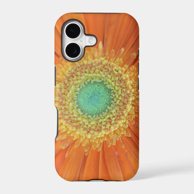 Gerbera Sun (Back)
