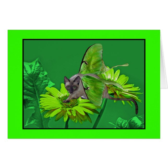 Gerbera vert vibrant de chat de Luna (Devant horizontal)