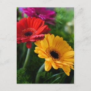 Gerberas postcard