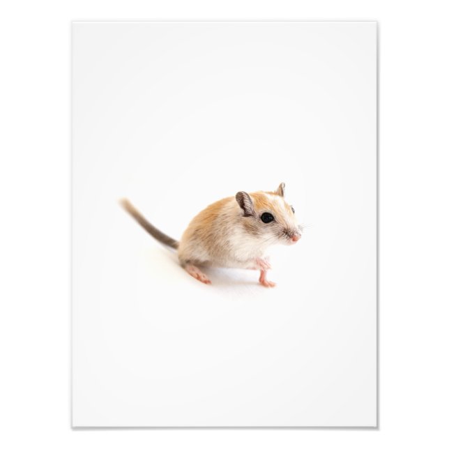 Gerbil Cute Baby Animal Pet Gerbils Template Photo Print (Front)