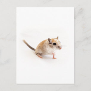 Gerbil Cute Baby Animal Pet Gerbils Template Postcard