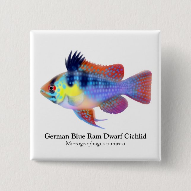German Blue Ram Dwarf Cichlid Pin (Front)