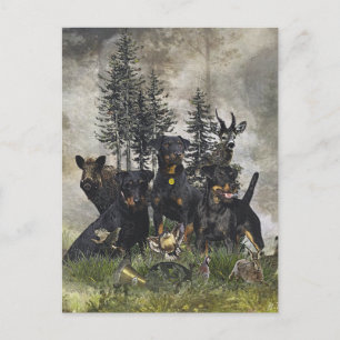 German Hunting Terrier (Jagdterrier) Postcard