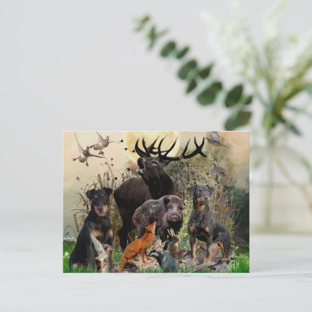 German Hunting Terrier (Jagdterrier)    Postcard (Standing Front)