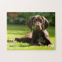 German Pointer Dog.