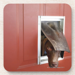 German pointer looking outside, through doggie coaster