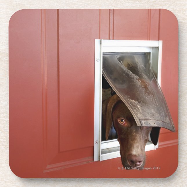 German pointer looking outside, through doggie coaster (Front)
