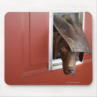 German pointer looking outside, through doggie mouse pad