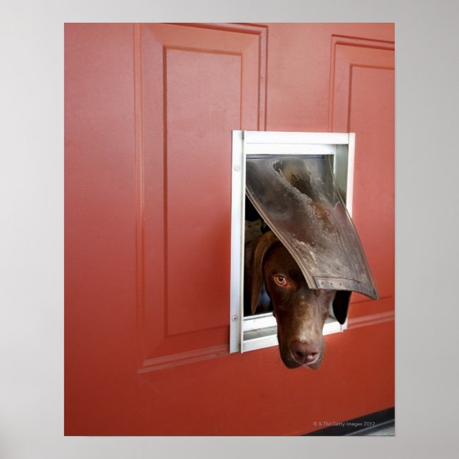 German pointer looking outside, through doggie poster (Front)