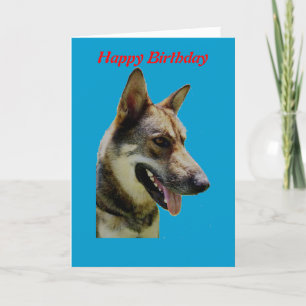 German Shepard Birthday Card