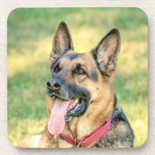 German Shepard Coaster