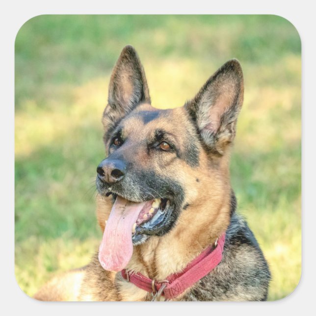 German Shepard Square Sticker (Front)