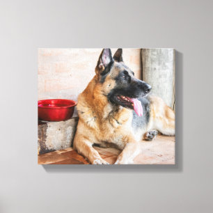 German Sheperd Resting By Water Basin Canvas Print