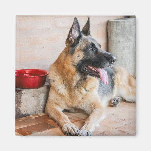German Sheperd Resting By Water Basin Magnet
