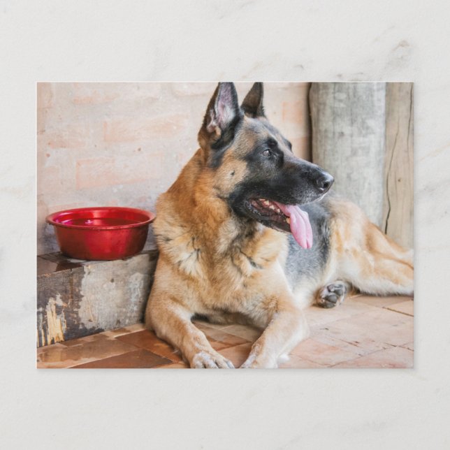 German Sheperd Resting By Water Basin Postcard (Front)