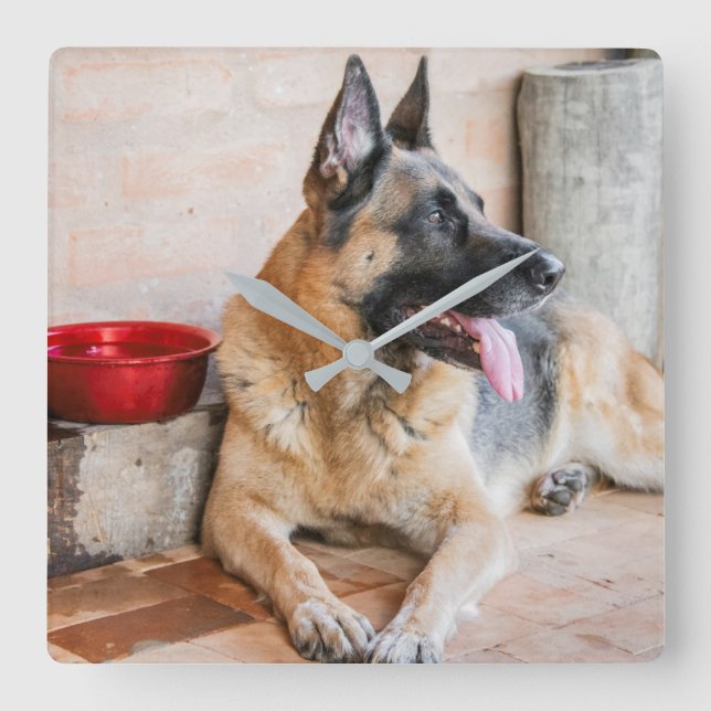 German Sheperd Resting By Water Basin Square Wall Clock (Front)