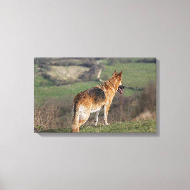 German Shephard Looking Down Hill Canvas Print (Front)