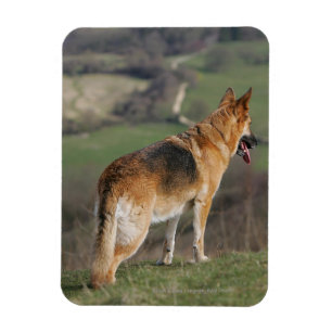 German Shephard Looking Down Hill Magnet