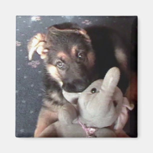 German Shephard Puppy Magnet