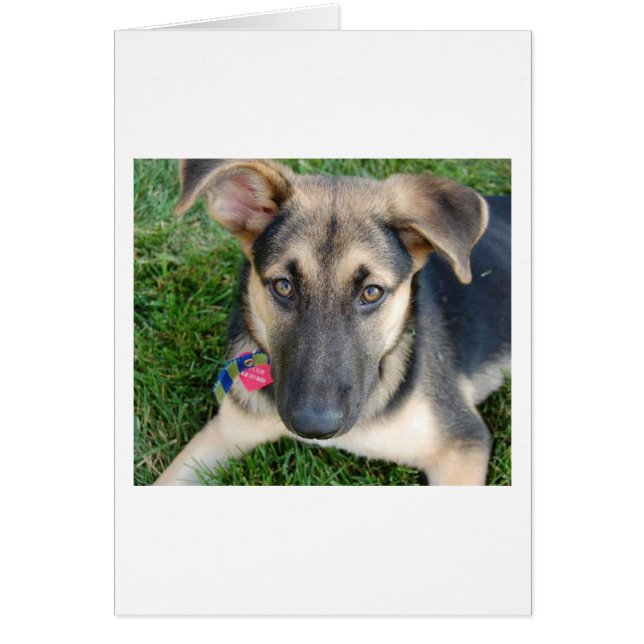German Shepherd (Front)
