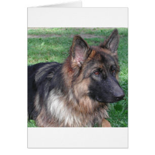 german shepherd 5.png