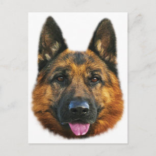 German Shepherd Alsatian K-9 Dog Postcard
