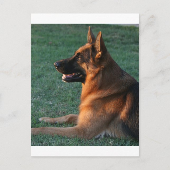 German Shepherd at sunset - "Zamp" Postcard (Front)