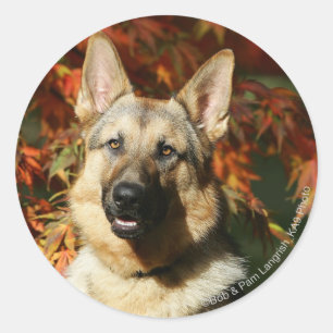 German Shepherd Autumn Leaves Classic Round Sticker