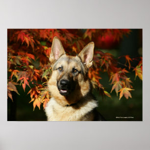 German Shepherd Autumn Leaves Poster
