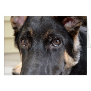 German Shepherd by Shirley Taylor