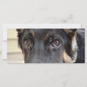 German Shepherd by Shirley Taylor