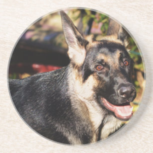 German Shepherd by Shirley Taylor Coaster