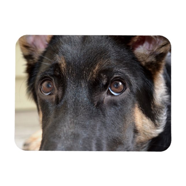 German Shepherd by Shirley Taylor Magnet (Horizontal)