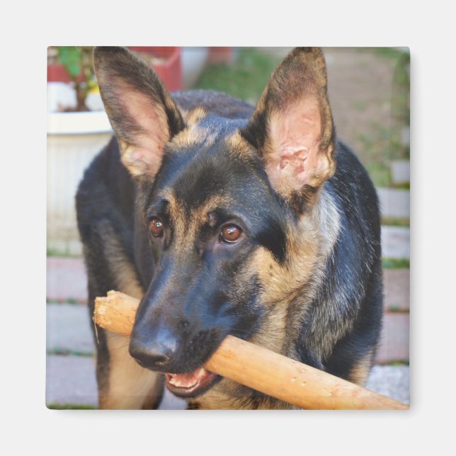 German Shepherd by Shirley Taylor Magnet (Front)