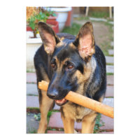 German Shepherd by Shirley Taylor