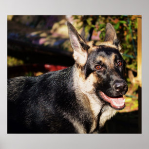 German Shepherd by Shirley Taylor Poster