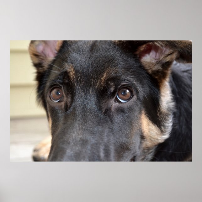 German Shepherd by Shirley Taylor Poster (Front)