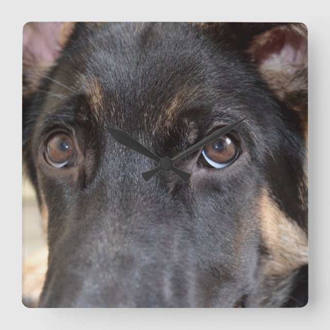 German Shepherd by Shirley Taylor Square Wall Clock (Front)