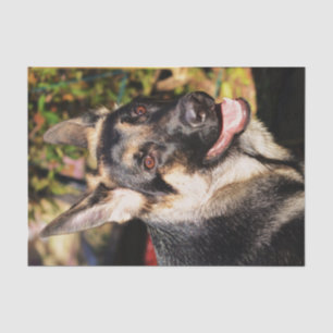German Shepherd by Shirley Taylor Tissue Paper