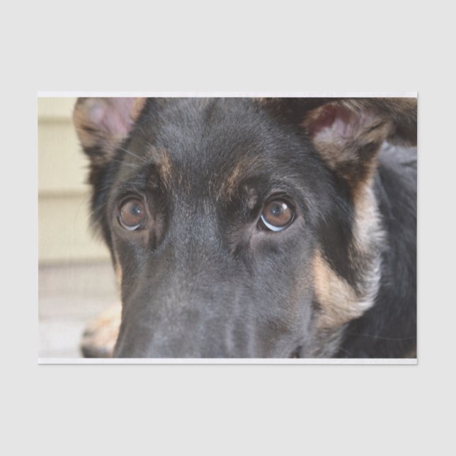 German Shepherd by Shirley Taylor Tissue Paper (Front)