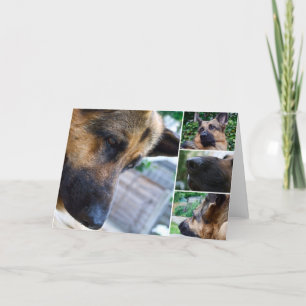german shepherd card