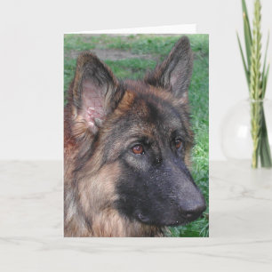 german shepherd card