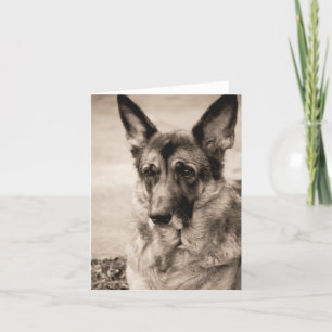 German Shepherd Card