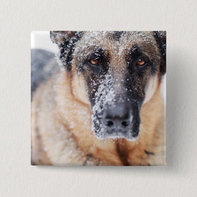 German Shepherd Closeup Covered In Snow 2 Inch Square Button (Front)