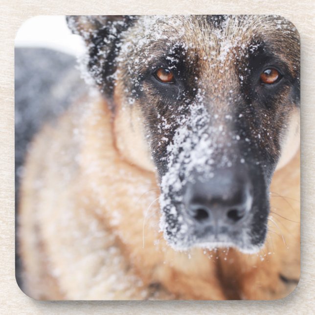 German Shepherd Closeup Covered In Snow Coaster (Front)