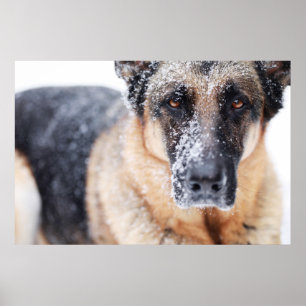 German Shepherd Closeup Covered In Snow Poster