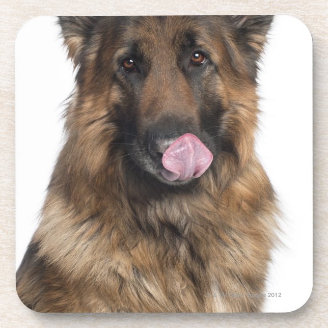 German Shepherd Coaster (Front)
