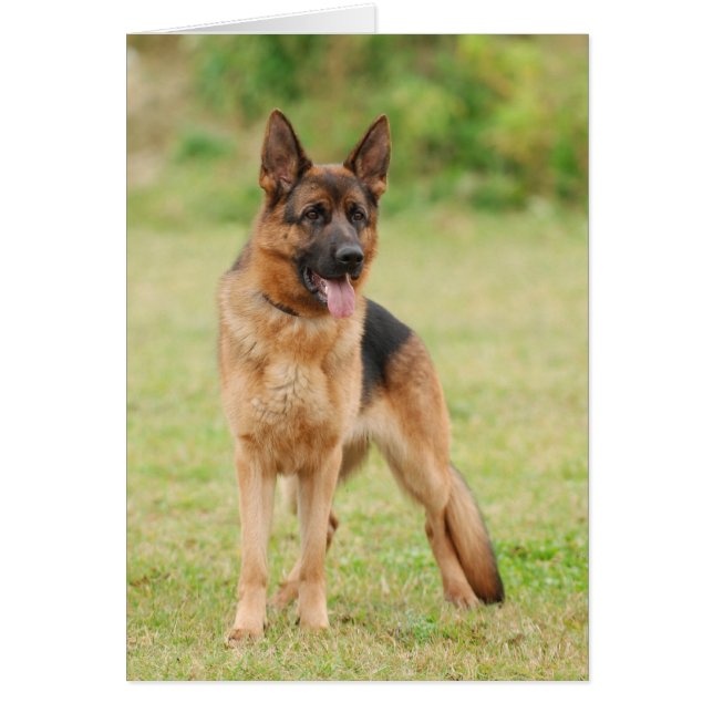 German shepherd dog (Front)